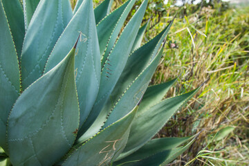 Beautiful green plants in the forest