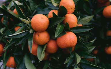 Healthy Orange Mandarins on very green tree