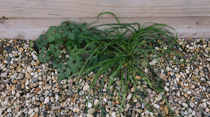 Weeds growing through pebbles next to timber garden box