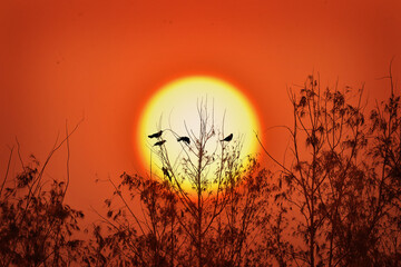 bird sitting in the reeds singing song