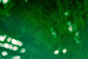 dew on the web