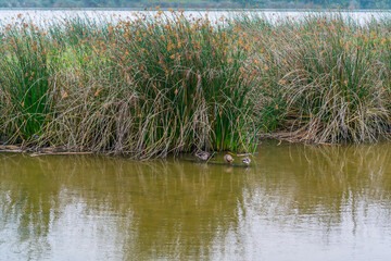 Ducks on the water lake in foggy overcast day in summer