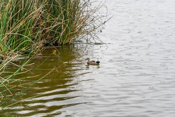 Ducks on the water lake in foggy overcast day in summer
