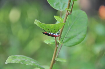 insect on leaf