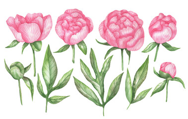 Set of pink peonies