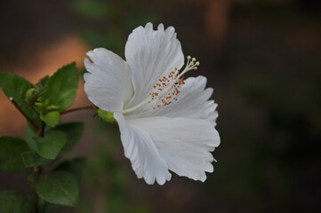 white Hibiscus flowers. 