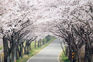 The cherry blossoms are in full bloom in spring.