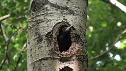 giovane picchio nero