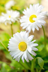Fototapeta na wymiar Daisy flowers (bellis) closeup. Selective focus.