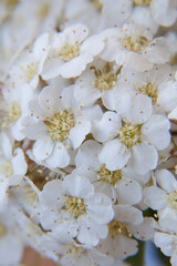 Beautiful flowers, peonies. Bouquet of pink peony background