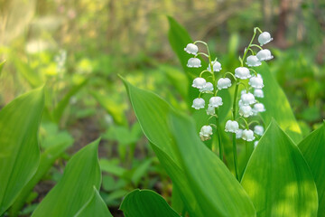 Blooming lily of the valley (Convallaria) close-up in the garden on a blurred background.