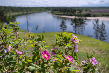 Rosehip bushes on the river bank