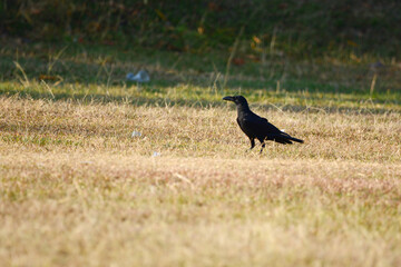 crow on the grass