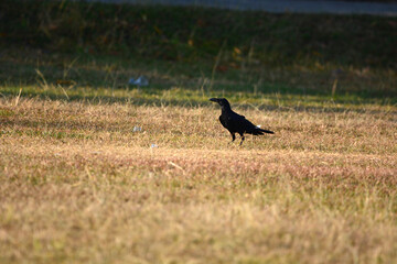 Obraz na płótnie Canvas crow on the grass