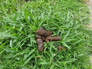 The dog feces are on the grass in the garden.