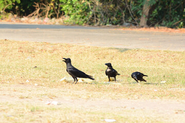 crow on the grass