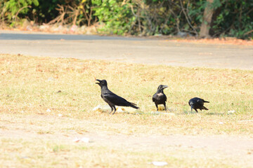 crow on the grass