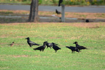 Obraz premium crow on the grass
