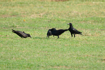 crow on the ground