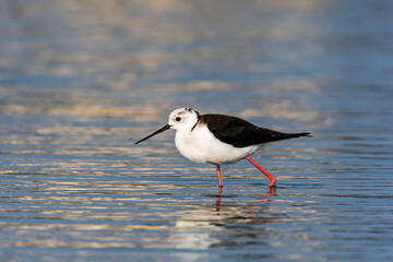 セイタカシギ(Black-winged Stilt)