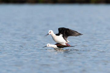セイタカシギの交尾(Black-winged Stilt)