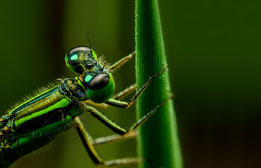 dragonfly on a leaf