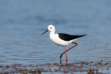 Obraz premium セイタカシギ(Black-winged Stilt)