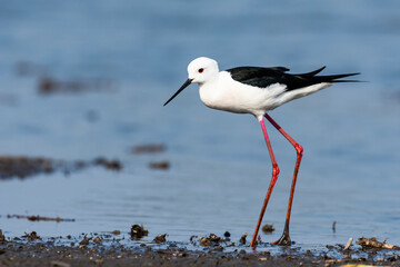 セイタカシギ(Black-winged Stilt)