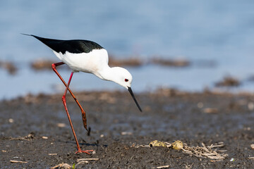 セイタカシギの卵と巣(Black-winged Stilt)