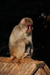 Fototapeta premium Young Japanese Macaque on top of a rock