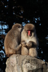 Red faced japanese macaques