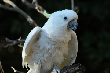 White cockatoo bird 