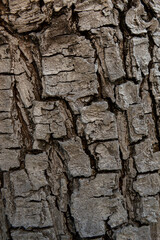 Background with texture of tree bark