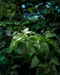 Green Leaves in Garden