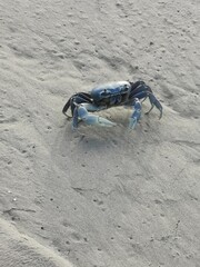 Cangrejo azul
