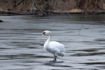 White swan on the frozen lake