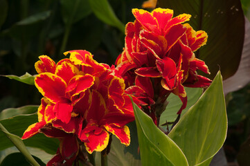 Sydney Australia,  vibrant red and yellow flowering stems of canna lily 