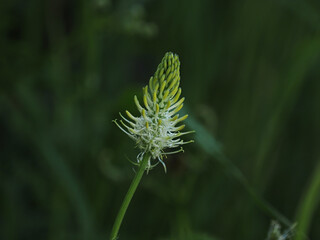Spiked Rampion
