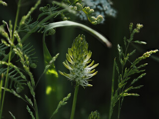 Spiked Rampion in Countryside