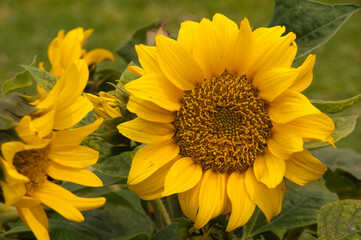 Sydney Australia, flower head of a dwarf summer sunflower