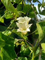 Coccinia grandis (also known as timun merah, kemarungan, ivy gourd, scarlet gourd, tindora, kowai fruit) with a natural background.
