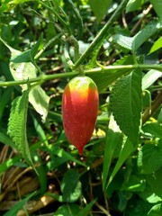 Coccinia grandis (also known as timun merah, kemarungan, ivy gourd, scarlet gourd, tindora, kowai fruit) with a natural background.