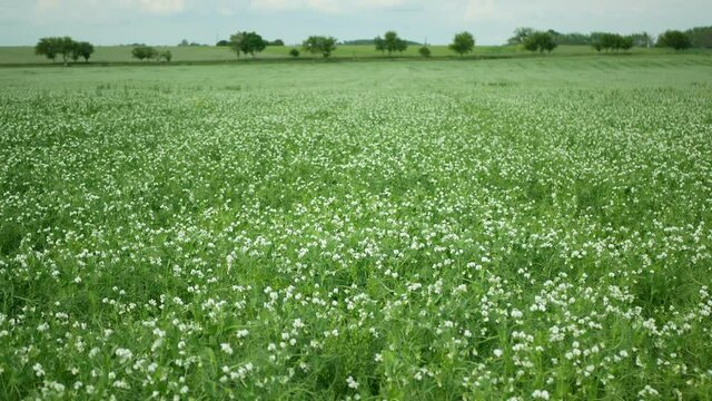 Peas detail blossom flower white bio organic farm farming cover crop Pisum sativum, green fertilization mulch field soil nutrition for other crops pea green tendrils manure nitrogen, agriculture