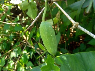 Coccinia grandis (also known as timun merah, kemarungan, ivy gourd, scarlet gourd, tindora, kowai fruit) with a natural background.