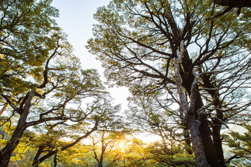 Golden light in forest landscape. Trees in forest with sunlight. Sunlight forest green trees and light shining through leaves New Zealand forest landscape.