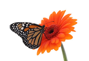 Flower with beautiful monarch butterfly isolated on white