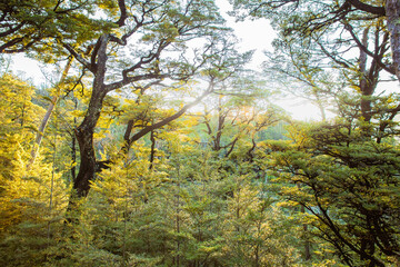 Obraz premium Golden light in forest landscape. Trees in forest with sunlight. Sunlight forest green trees and light shining through leaves New Zealand forest landscape.