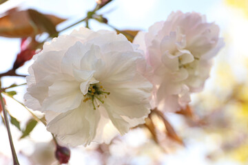Naklejka na ściany i meble Blossoming pink sakura tree outdoors on spring day, closeup