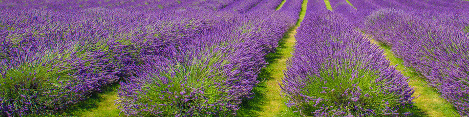 Field of lavender. Blooming violet fragrant lavender flowers. Lavender field landscape.