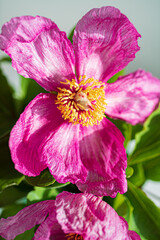 Paeonia daurica with green leaves